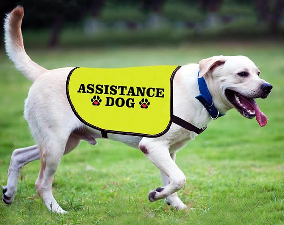 ASSISTANCE DOG VEST